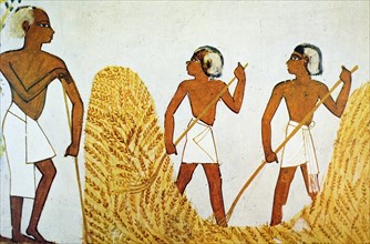 Egyptian tomb wall an agricultural scene