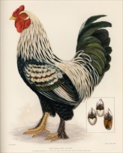 19th century illustration of a chicken