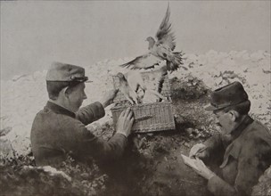 French soldiers attach messages to carrier pigeons.