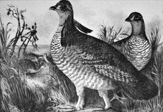 Currier & Ives Illustration. Prairie hens