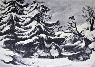 Currier & Ives Illustration. Snowed Up, Ruffled Grouse in Winter