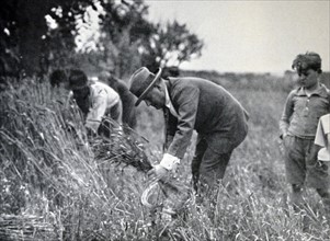 Mussolini working on a farm