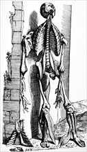 Plates from the Second Book of the De Humani Corporis Fabrica by Vesalius