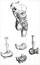 Plates from the Fifth Book of the De Humani Corporis Fabrica by Vesalius