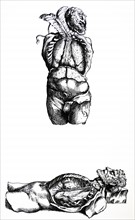 Plates from the Sixth Book of the De Humani Corporis Fabrica by Vesalius