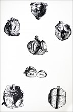 Plates from the Sixth Book of the De Humani Corporis Fabrica by Vesalius