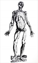 Plates from the Seventh Book of the De Humani Corporis Fabrica by Vesalius