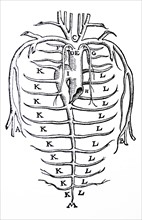 Plates from the Epitome of the De Humani Corporis Fabrica by Vesalius
