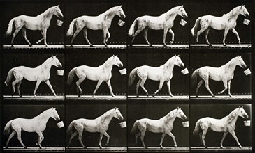 Eadweard Muybridge A sequence of photographs showing a horse walking with a bucket circa 1867