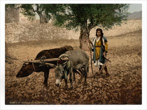 Native of Palestine working with an ox and an ass