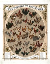 The poultry of the world