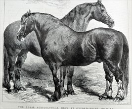 Two Prize Horses