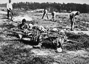 Photograph of an African American Collecting Bones of Dead Soldiers