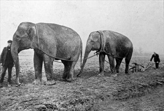 Elephants used in England to help with farm work during WWI 1916