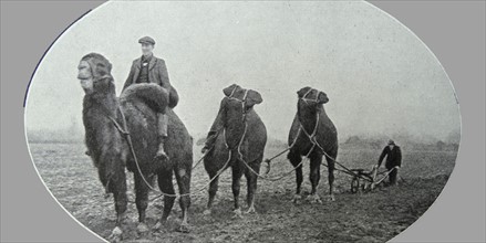 camels used in England to help with farm work during WWI 1916