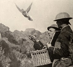carrier pigeon used by the British army; to carry messages during WWI
