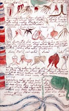 Page from The Voynich Manuscript