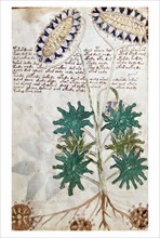 Page from The Voynich Manuscript