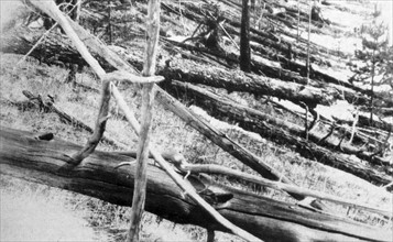 Photograph of fallen trees after the Tunguska event
