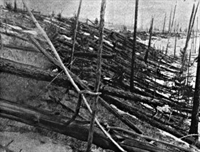 Trees flattened by the 1908 meteor strike near Tunguska, in Russian Siberia
