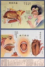 The anatomy of the nose and the anatomy of the tongue.