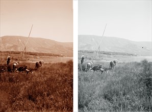 Stereograph of an Arab Farmer near the Dead Sea