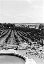 Photograph of Orange trees being cultivated on a Kibbutz