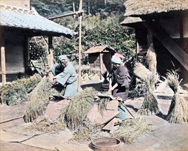 Colour Photograph of Japanese farmers threshing harvested rice