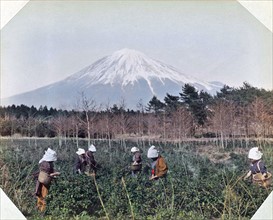 Photograph of Japanese women picking tea leaves