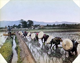 Colour photograph of Japanese women, wearing bamboo hats, planting rice