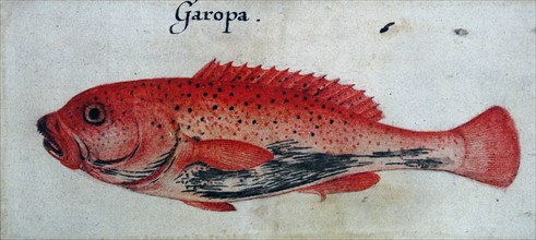 Garopa Fish by John White (created 1585-1586).