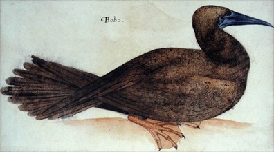 ìBobo,î bird; watercolour by John White, circa 1585