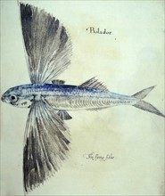 Flying-Fish (litho), White, John (fl.1570-93)
