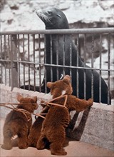 Brown Bear cubs and a Sea Lion at london Zoo, 1936