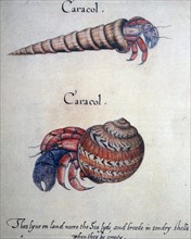Hermit Crab (litho), White, John (fl.1570-93)