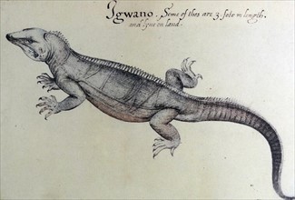 watercolour of an Iguana by John White (created 1585-1586).