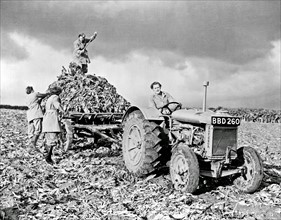 Fordson tractor with members of the British Women's Land Army, doing farm labour during World War II