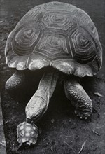 Photograph of two tortoises, Big Claus and Little Claus, whom greatly differ in size