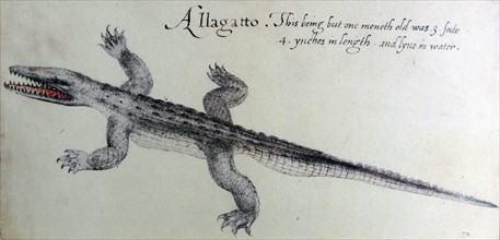 American Alligator, watercolour by John White, circa 1585