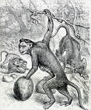 Illustration from a book depicting a Bonnet Monkey