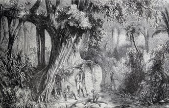 African slaves in the jungles of the French Caribbean; drawings after M Regis de Trobriand.