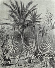 A plantation in Cuba. The garden of Santa Elena. after a drawing by Mr. Trobriand.