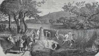 Hemp cultivation. Harvest. 1853
