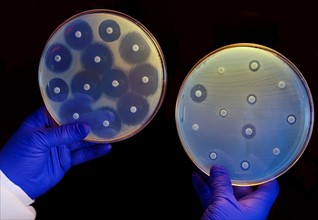 two plates growing bacteria in the presence of discs containing various antibiotics