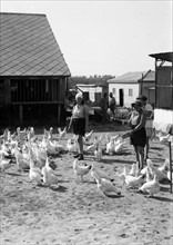 Zionist settlers in Borochov in the plain of on Sharon, Israel (Palestine) 1930 feeding poultry
