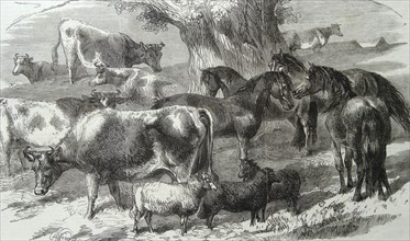 Engraving depicting the Dwarf African Ponies and Bretonne Cows and Sheep exhibition