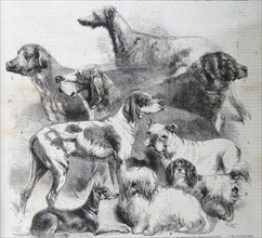 Engraving of the National Exhibition of Dogs at Birmingham
