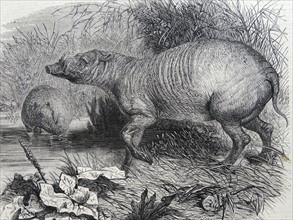 Engraving depicting the Barbarossa, a recent addition to the Zoological Society's Gardens