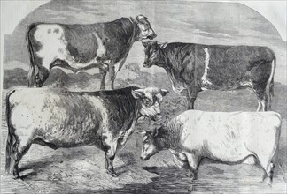 Engraving depicting the prize shorthorns at the Royal Agricultural Society's Show