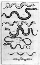 Types of snakes, from Arca Noe,